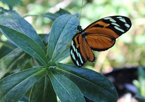 Immagine con farfalla, foglie, ali, verde, insetto, pianta, macro, antenne