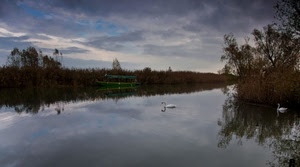 fiume, alberi, nuvole, cielo, acqua, riflessi, barca, cigni, vegetazione, verde, cigno, riflesso, lago