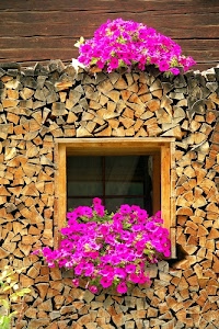 finestra, fiori, legna, catasta, legno, viola, piante, ciocchi, marrone, petunie, fucsia