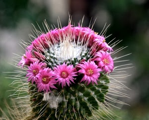 fiori, pianta, verde, spine, rosa, grassa, sfocato, bianco, cactus, petali, natura, corolle, corolla